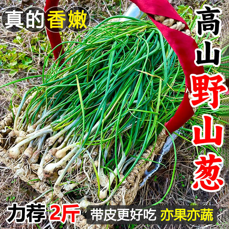 湖南新鲜野葱野菜现挖小根蒜胡葱沙葱当季农家菜香葱苦非藠头