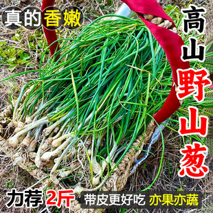 湖南新鲜野葱野菜现挖小根蒜胡葱沙葱当季 农家菜香葱苦非藠头
