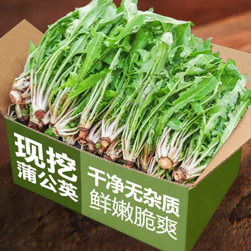 新鲜蒲公英现挖山野菜花鲜嫩叶草东北蘸酱菜纯菜野生苦菜婆婆丁