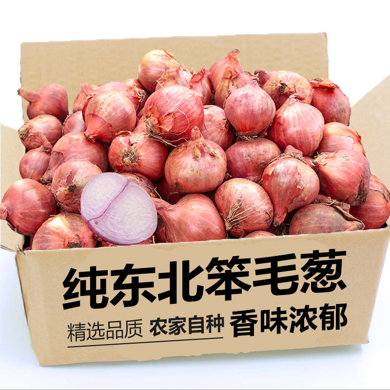 笨毛葱正宗东北圆葱农家小洋葱自种新货蔬菜毛葱头鬼子葱油包邮