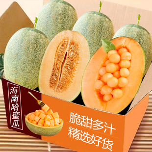 正宗海南哈密瓜新鲜水果当季脆甜网纹瓜西州蜜香瓜老汉瓜整箱