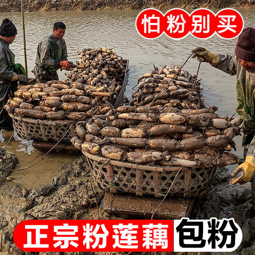 新鲜洪湖粉藕当季嫩藕时令蔬菜湖北特产现挖香甜九孔莲藕整箱包邮