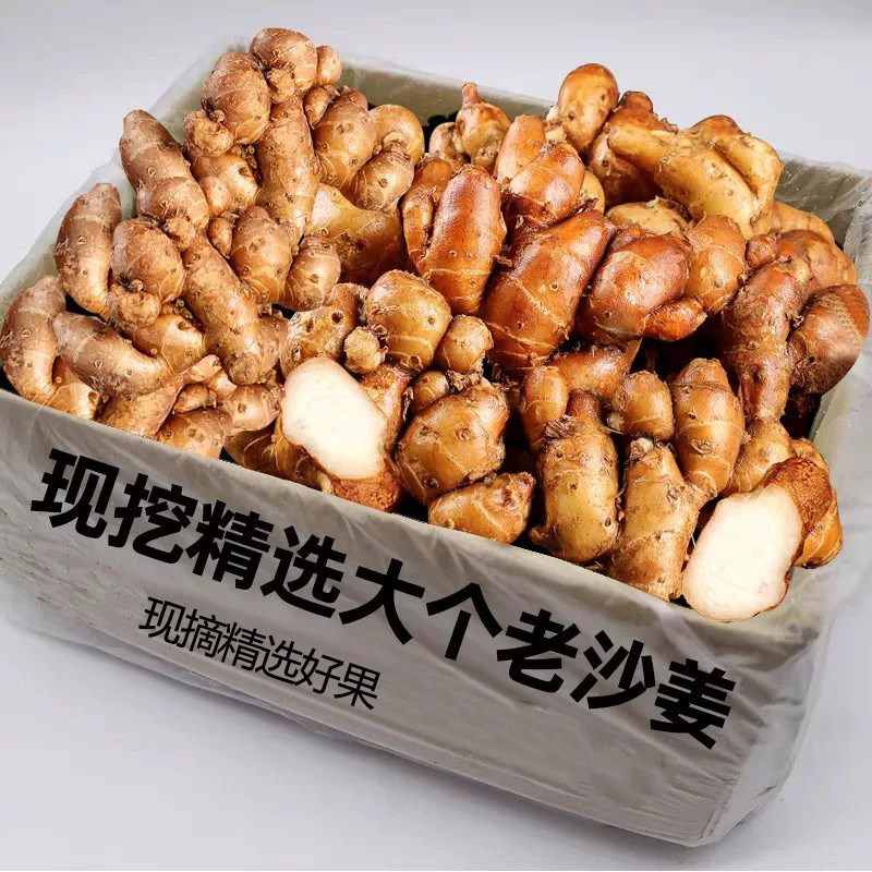 现挖正宗新鲜沙姜老沙姜椰子鸡沙姜鸡蘸料白切鸡用料农家小姜片芽