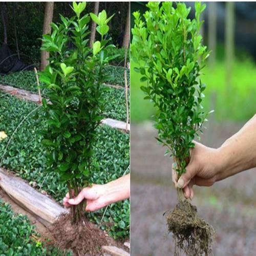 常青冬青苗室外万年青绿化苗小叶瓜子北海道黄杨苗庭院绿篱树苗