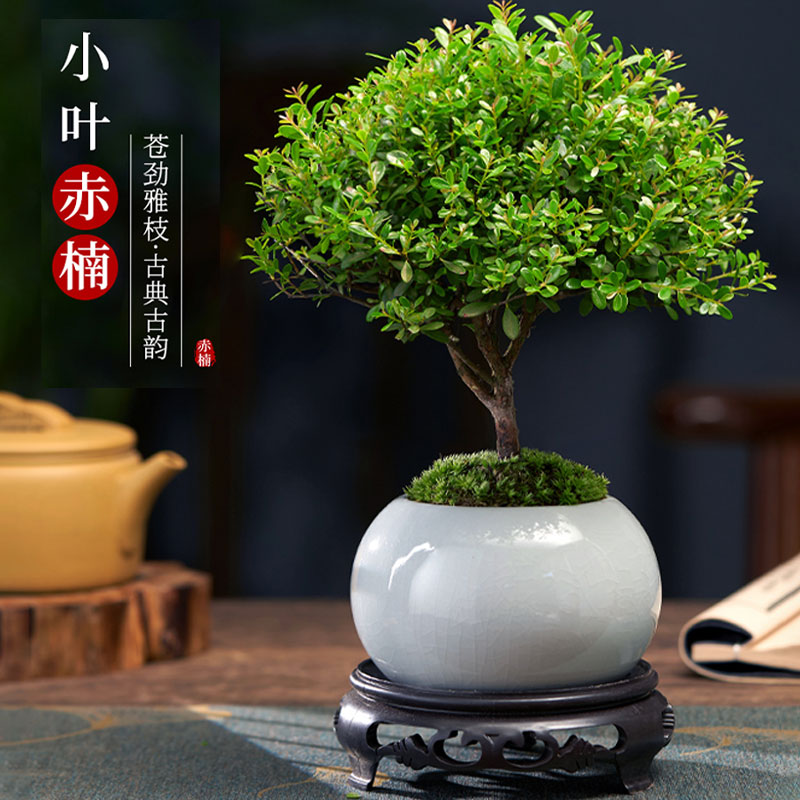 小叶赤楠盆景老桩绿植盆栽是室内办公室桌面微景观四季常青好养活