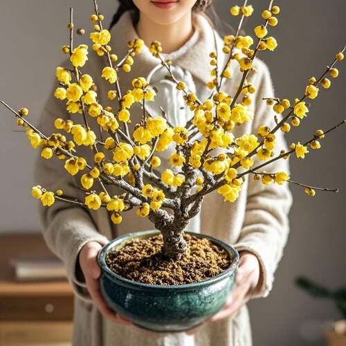 素心腊梅花树苗盆栽耐寒冻老桩庭院嫁接原生红梅阳台盆景花卉植物