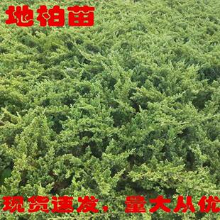 地柏苗柏树沙地柏铺地柏盆景造型素材苗绿化工程四季常青庭院地柏