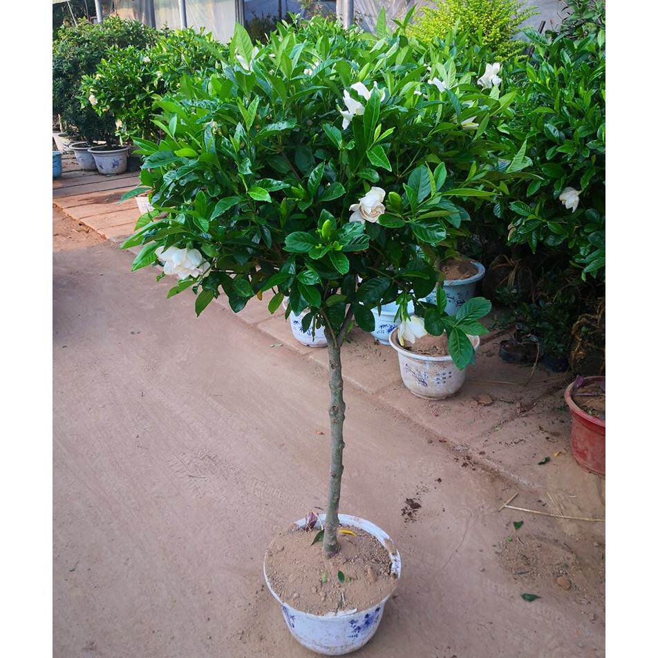 大叶牡丹栀子花树苗绿植小叶独杆栀子花阳台盆栽芳香花卉庭院植物