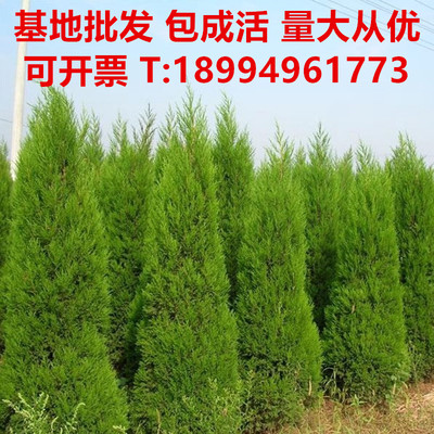 柏树松树宝塔绿化工程松树
