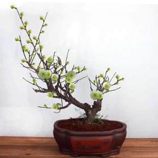 绿梅老桩盆景绿萼梅花金钱绿萼盆栽室内外浓香花卉耐寒带花苞梅花