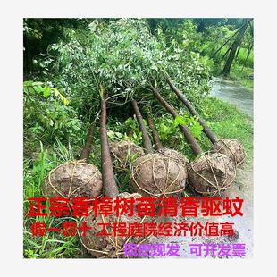 香樟树苗南北方种植龙脑小苗驱蚊虫四季常青庭院绿化工程盆栽地栽