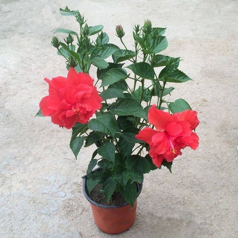 重瓣芙蓉牡丹盆栽花苗带花苞朱槿牡丹 丹麦木槿植物室内阳台花卉