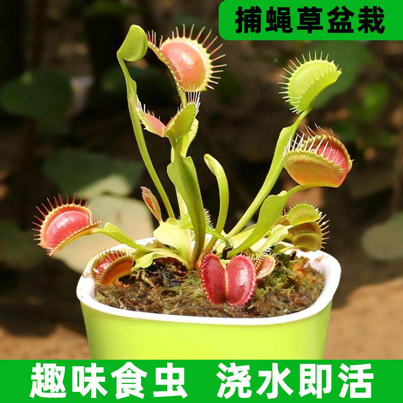 捕蝇草盆栽大苗猪笼草食虫草办公绣球/木绣球/圆锥乔