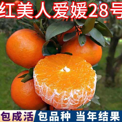 红美人树苗南北方庭院橘子树果苗盆栽爱媛28柑橘苗桔子树当年结果