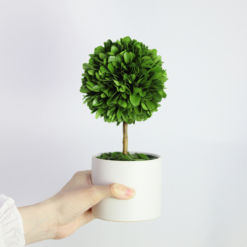 永生植物桌面盆栽无需浇水