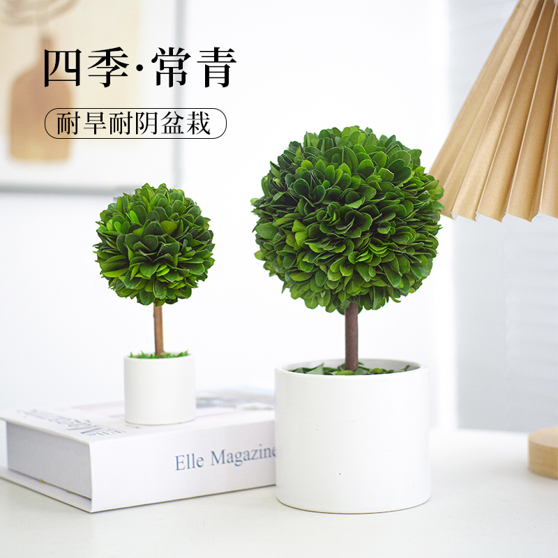 永生植物盆栽客厅桌面仿真绿植黄杨盆景治愈解压摆件创意生日礼物