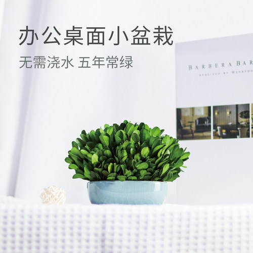 桌面黄杨小盆栽装饰绿植无需浇水