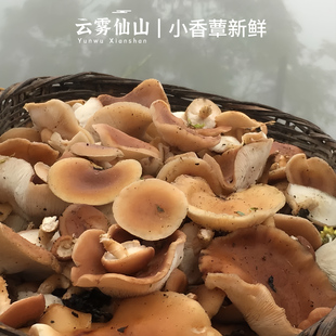 2026新鲜香蕈500g高山小香菇香信菌三桑菌香樟菌马桑菌非野生蘑菇