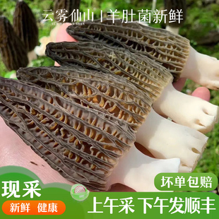 鲜货牛肚蘑菇野生菌火锅炖汤 当季 2025羊肚菌新鲜1000g 现摘现发