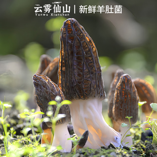 2025新鲜羊肚菌鲜货500g现摘当季 特级牛肚蘑菇非干货野生竹荪菌菇