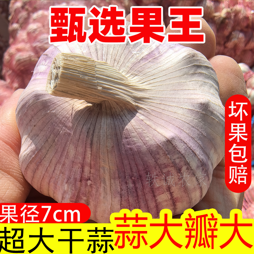 超大果7cm杞县大蒜紫白皮干蒜