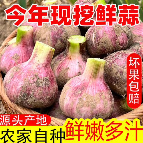 【新鲜大蒜】2026年现挖现发5斤鲜蒜大蒜头农家自种湿蒜紫皮新蒜