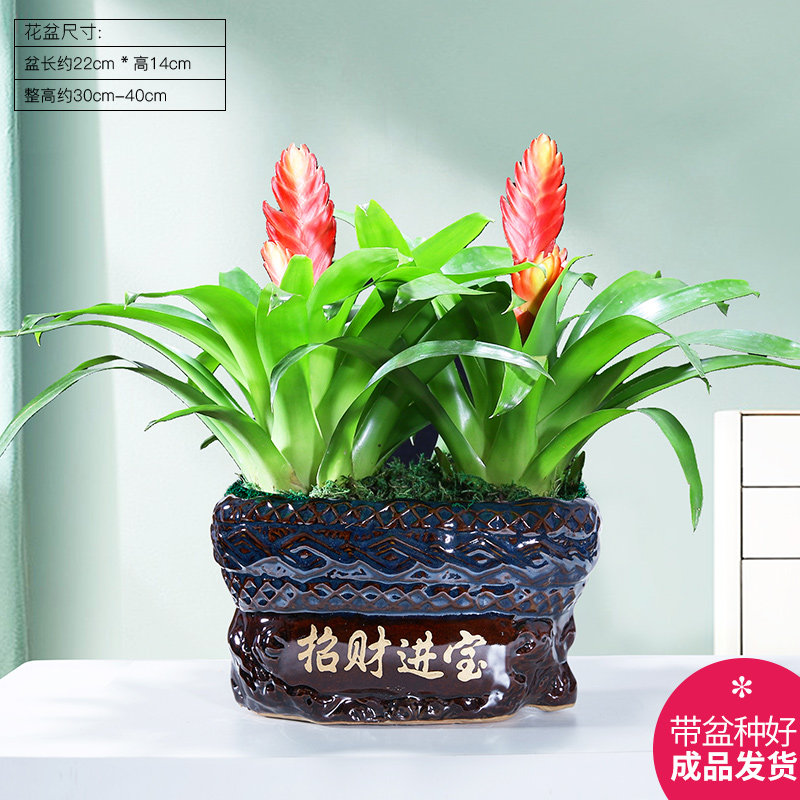 鸿运当头盆栽招财手绿植净化空气好养花卉红玉扇盆景客厅办公室