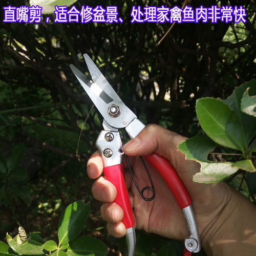 修枝剪修花盆栽园艺花卉家用锋利省力不磨手新款包邮弯嘴直嘴果枝