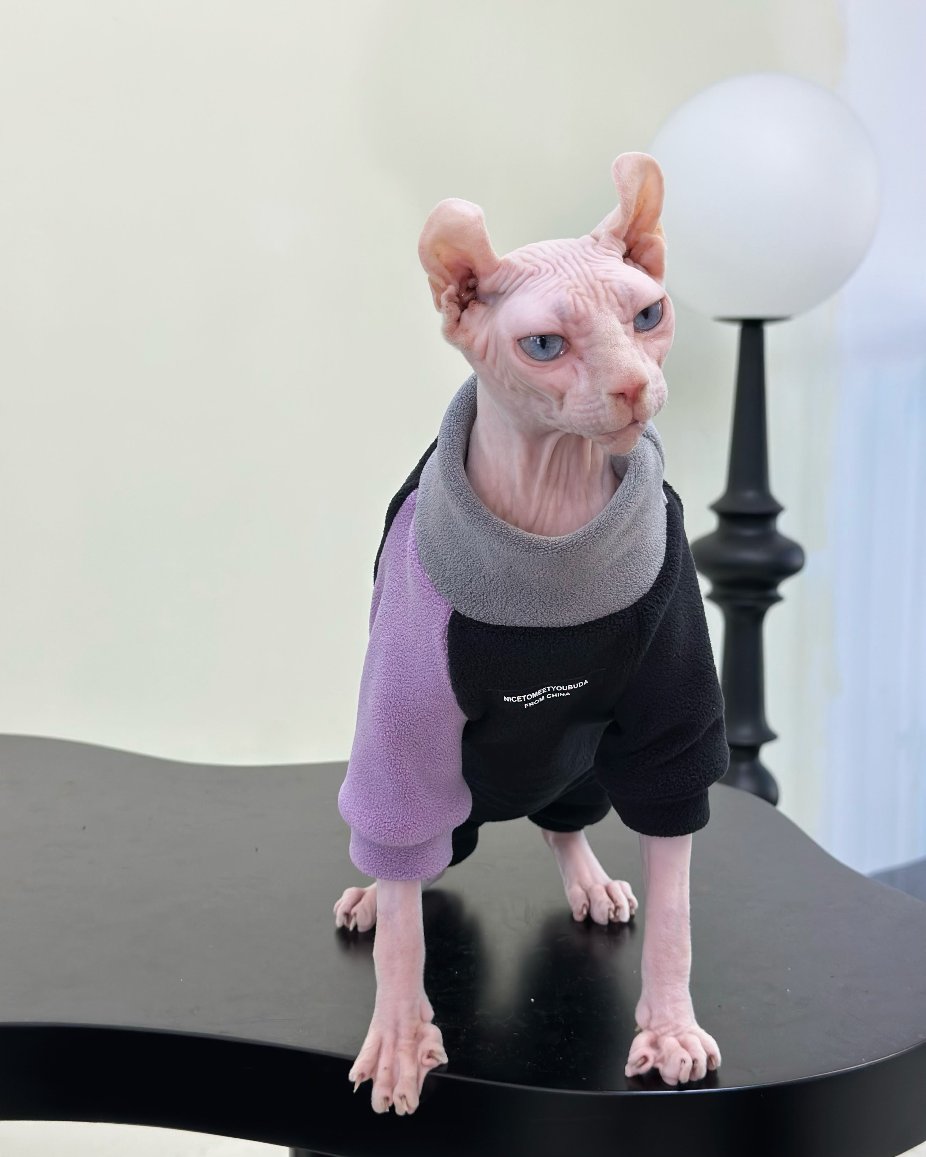 无毛猫秋冬衣服拼色柔软弹力大保暖包肚防寒卫衣斯芬克斯德文矮脚