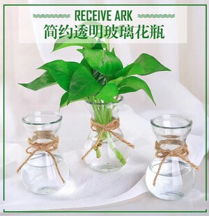 风信子玻璃瓶植物水培花瓶玻璃瓶绿萝玻璃瓶水中花玻璃瓶
