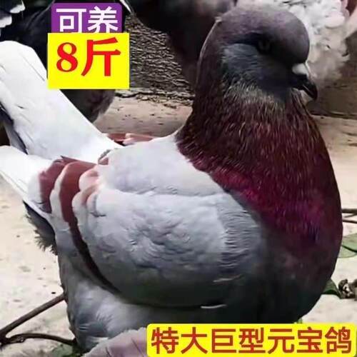 鸽子活物一对元宝鸽大体