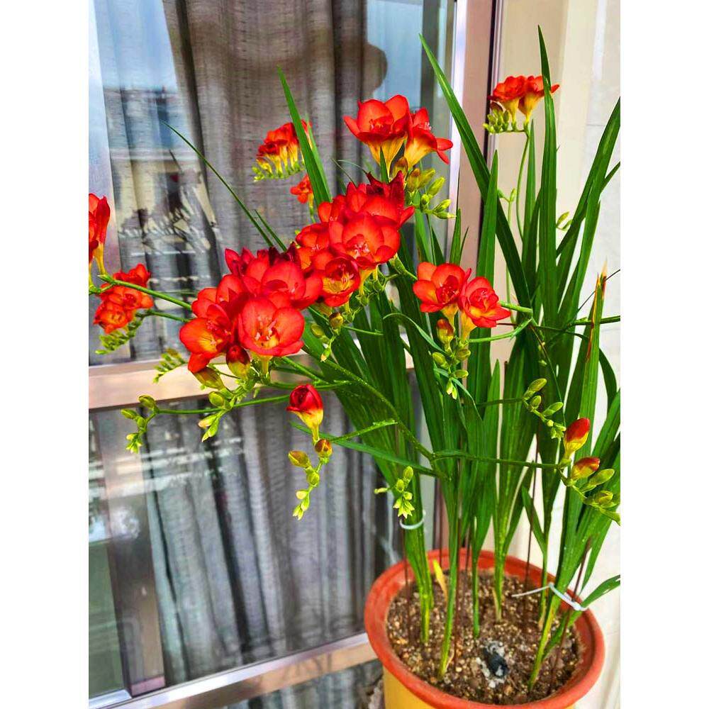 香雪兰种球四季开花小苍兰鲜花盆栽进口重瓣花苗花卉植物室内外花