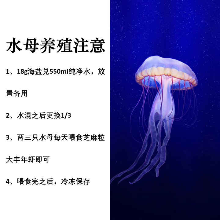 水母专用缸海月赤月水母桌面水母比发水母活物4L儿童礼物