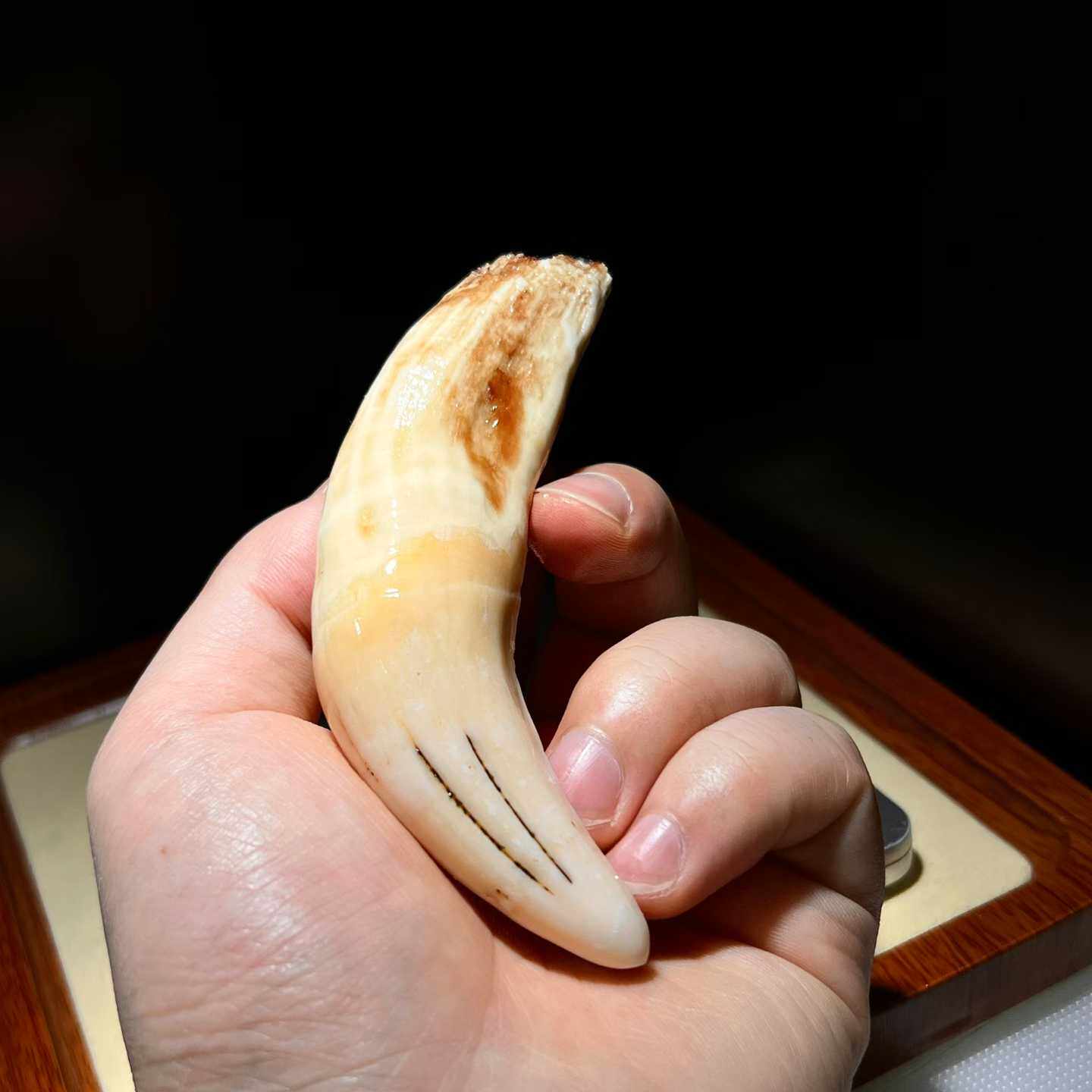 天然大猫牙仿真霸气牙文玩挂件杂项配饰牙齿民族把玩装饰定制古玩