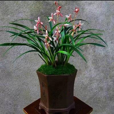 兰花苗四b季建兰市长红名贵夏带花苞浓香红花室内桌面花卉绿植盆