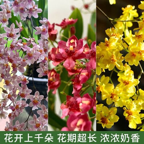 香水文心兰花苗现带花苞梦香浓香年宵K花卉苔藓球懒人盆栽植物