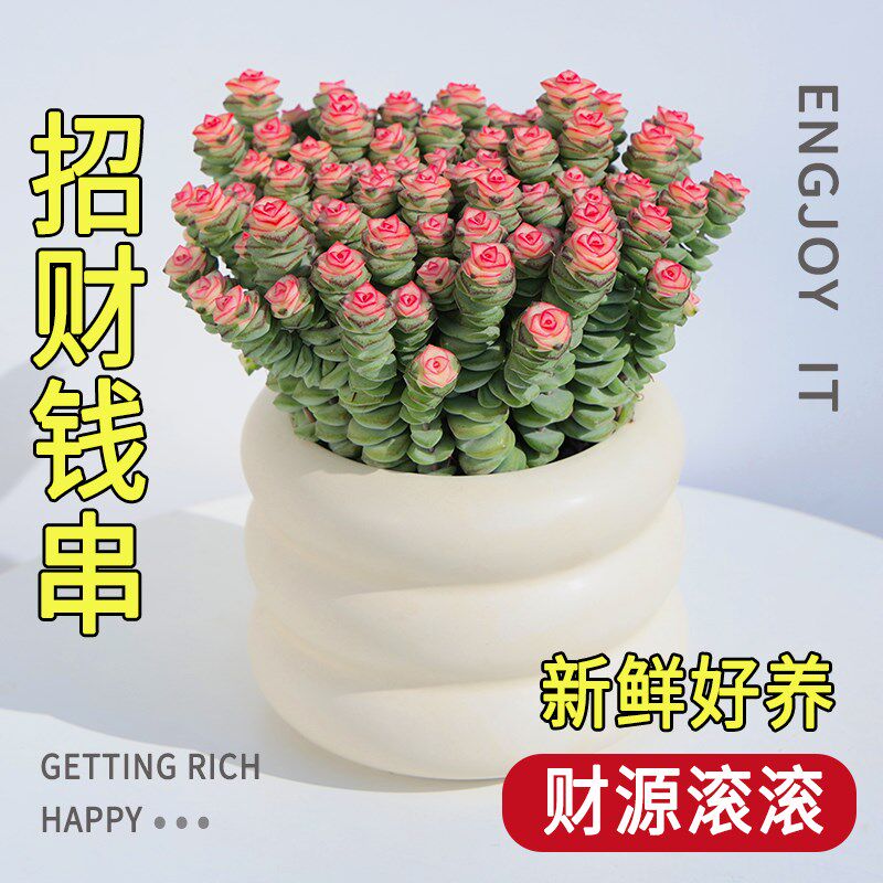 招财钱串多肉植物组p合盆栽云南多肉植物