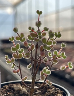 糖球枝干番杏非米粒多肉植物办公桌盆栽阳台花盆稀有包邮非常好养