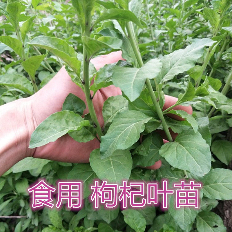 循环采摘南方大叶枸杞苗盆栽食用枸杞叶苗四季阳台枸杞头庭院地栽
