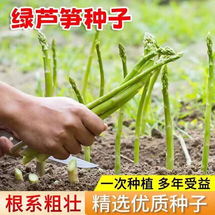 绿芦笋龙须菜种子嫩芦笋根茎种籽春秋农家田园庭院高营养蔬菜种孑