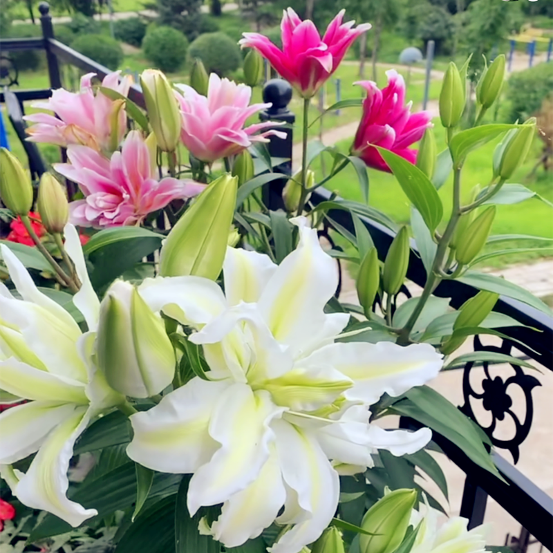 香水百合花价格 香水百合花图片 星期三 香水百合花价格 香水百合花图片 星期三