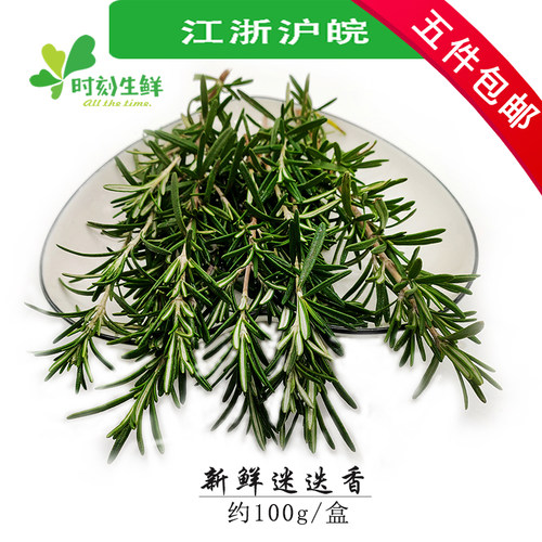 提神醒脑匍匐食用新鲜迷迭香