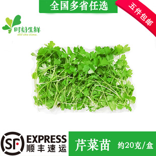 新鲜芹菜苗20g盒装 可食用芽苗菜 香芹苗三叶香酒店西餐摆盘点缀