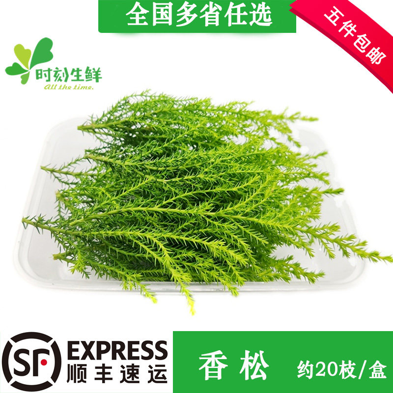 新鲜香松约20支/盒金冠柏 酒店餐饮料理饭店花草摆盘冷艺点缀装饰