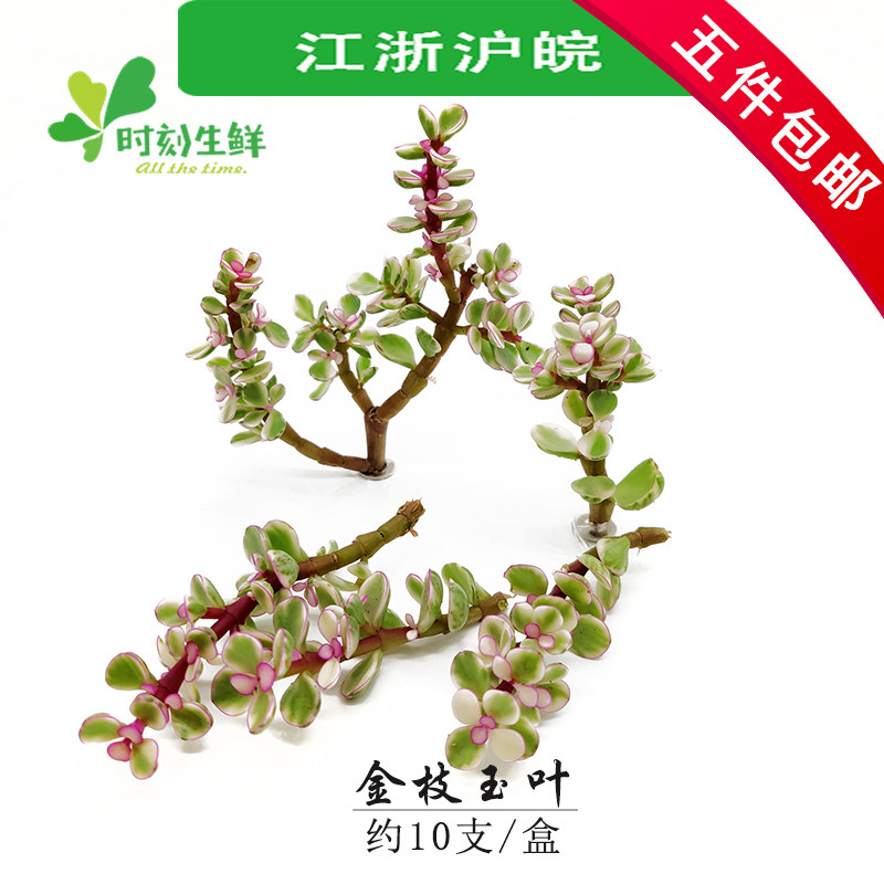 金枝玉叶新鲜(10支/盒) 马齿苋 酒店餐饮盘饰花 西餐 摆盘装饰