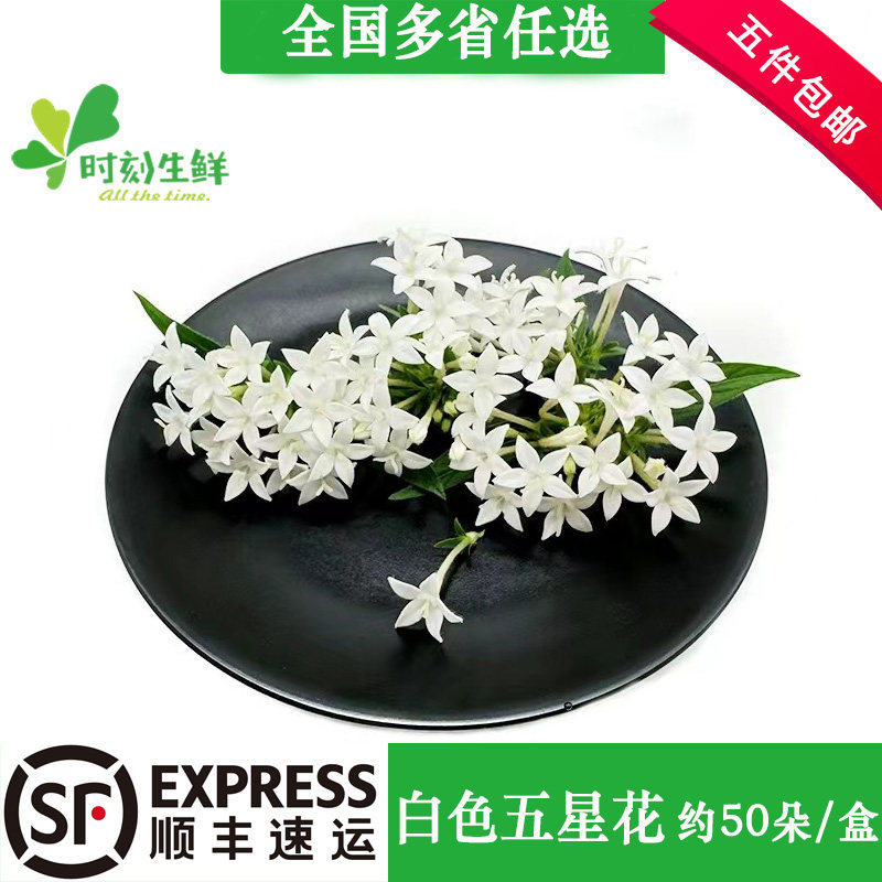 时刻生鲜新鲜摆盘花草白色小花