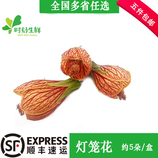 新鲜花草鲜花 灯笼花 风铃花 金玲花5朵酒店西餐日料摆盘装饰点缀