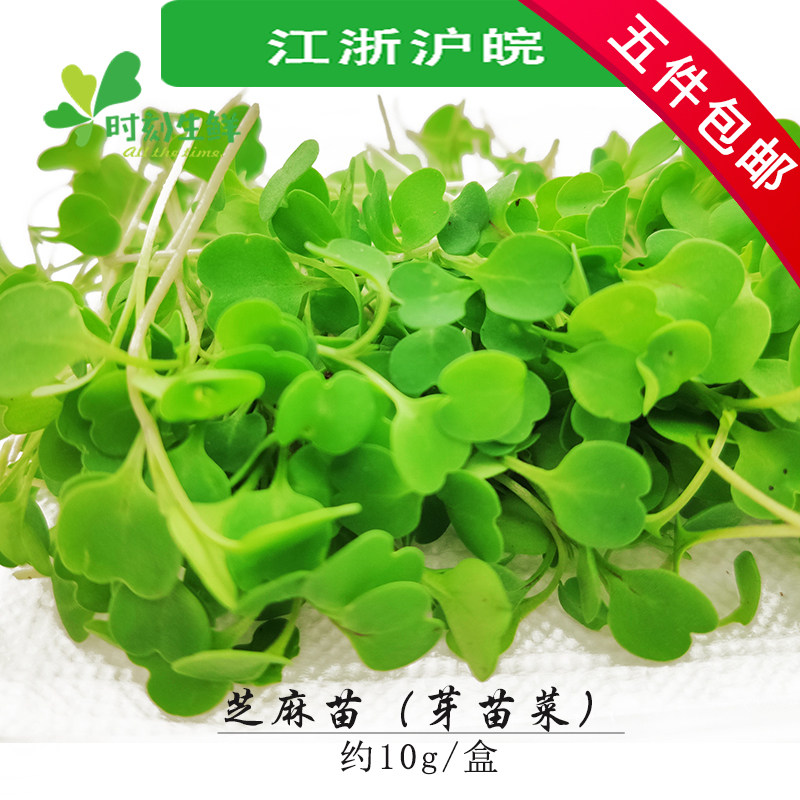 新鲜芝麻菜盒装 微型芝麻苗 可食用芽苗菜 酒店餐饮西餐摆盘点缀