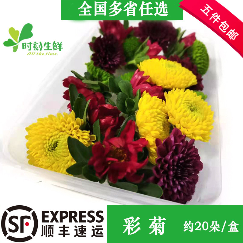 新鲜彩菊混色小菊花花摆盘装饰