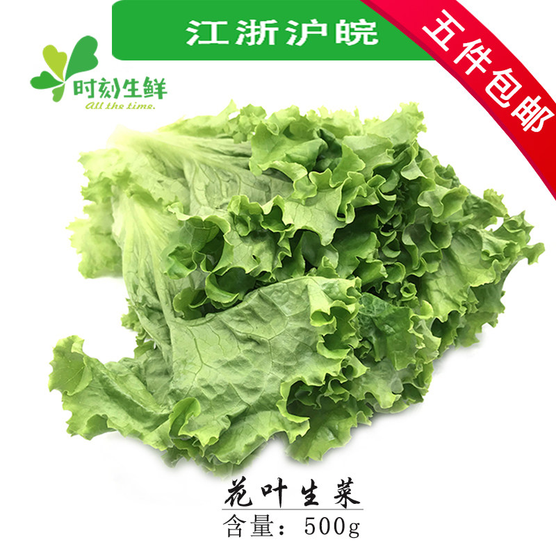 新鲜花叶生菜 绿萝莎 西餐配料 蔬菜沙拉500g 新鲜蔬菜 5份包邮